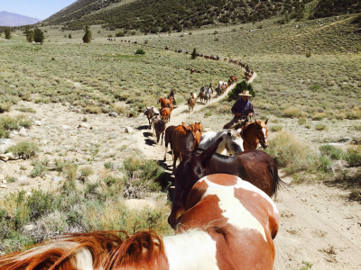 Horse Drive