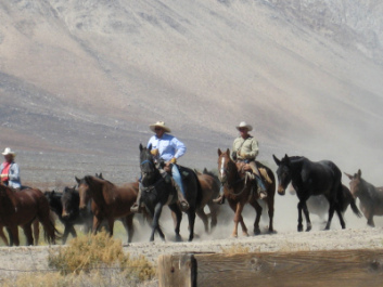Horse Drive