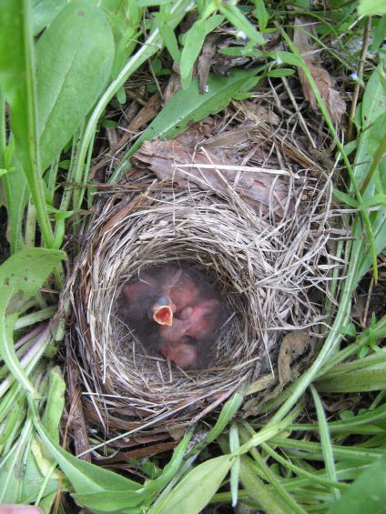  Junco Nest