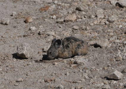  PIKA