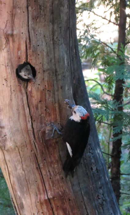 White Headed Woodpecker